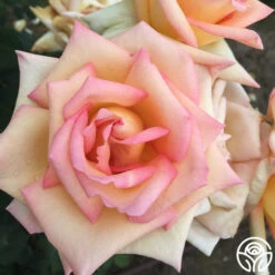 The Lady -Heirloom Roses the lady 3 8