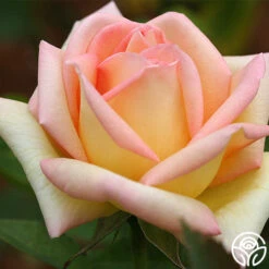 The Lady -Heirloom Roses the lady 5