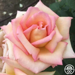 The Lady -Heirloom Roses the lady 6