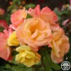 The Magician™ -Heirloom Roses the magcician 1
