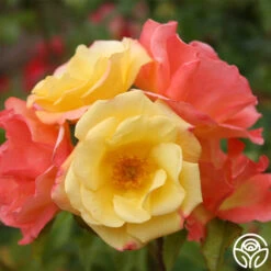 The Magician™ 13 The Magician™ -Heirloom Roses the magcician 3