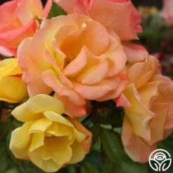 The Magician™ 15 The Magician™ -Heirloom Roses the magcician 7