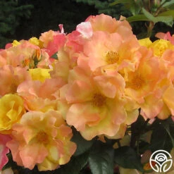 The Magician™ 18 The Magician™ -Heirloom Roses the magician 4