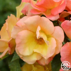 The Magician™ 17 The Magician™ -Heirloom Roses the magician 5