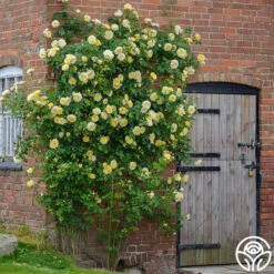 The Pilgrim® -Heirloom Roses the pilgrim 6jpg