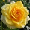 The Poet™ -Heirloom Roses the poet 1 1 1