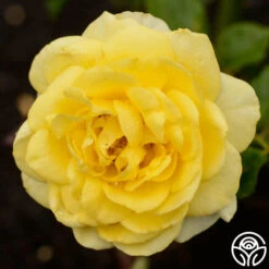 The Poet™ -Heirloom Roses the poet 3 2