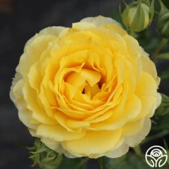 The Poet™ -Heirloom Roses the poet 4