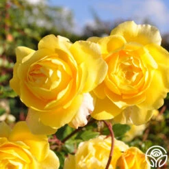 The Poet's Wife 25 The Poet's Wife -Heirloom Roses the poets wife logo 02