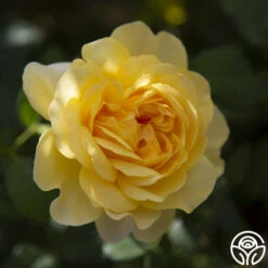 The Poet's Wife 24 The Poet's Wife -Heirloom Roses the poets wife logo 04