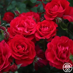 The Prince's Trust™ -Heirloom Roses the princes trust 11