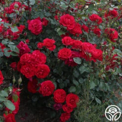 The Prince's Trust™ -Heirloom Roses the princes trust 3