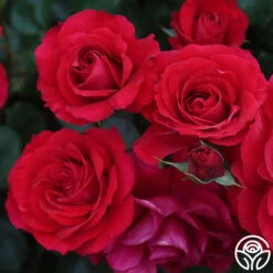 The Prince's Trust™ -Heirloom Roses the princes trust 5