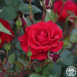 The Prince's Trust™ -Heirloom Roses the princes trust 6