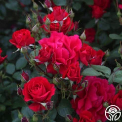 The Prince's Trust™ -Heirloom Roses the princes trust 7
