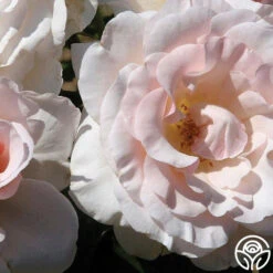 The Soham Rose™ -Heirloom Roses the soham rose logo 03
