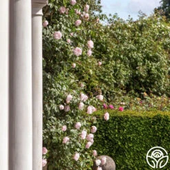 The Generous Gardener™ -Heirloom Roses thegenerousgardener logo 03