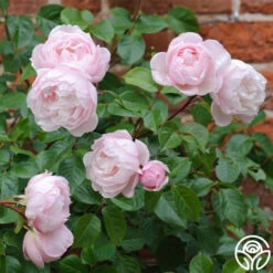 The Generous Gardener™ -Heirloom Roses thegenerousgardener logo 05