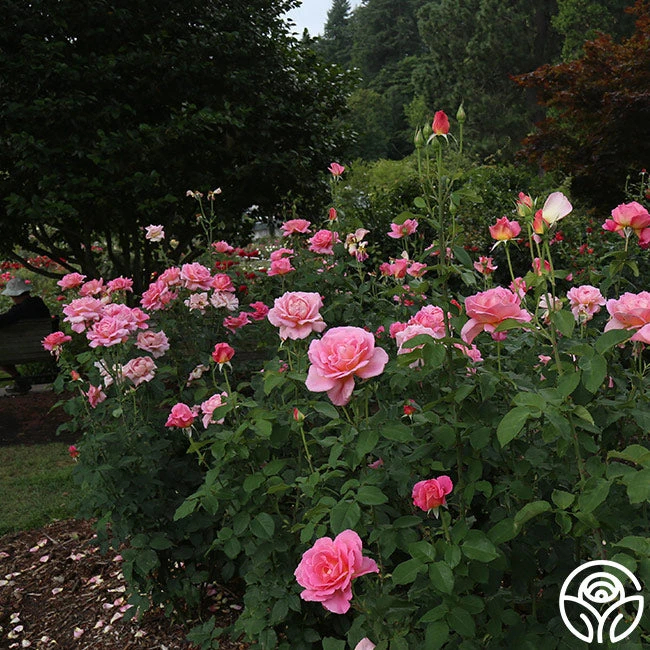 Tiffany 6 Tiffany - Image 4