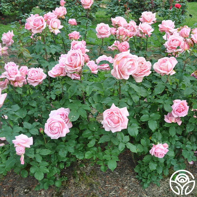 Tiffany 9 Tiffany - Image 7