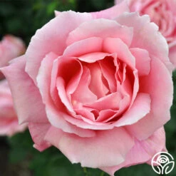 Tiffany 15 Tiffany -Heirloom Roses tiffany 4