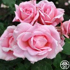 Tiffany 17 Tiffany -Heirloom Roses tiffany 6