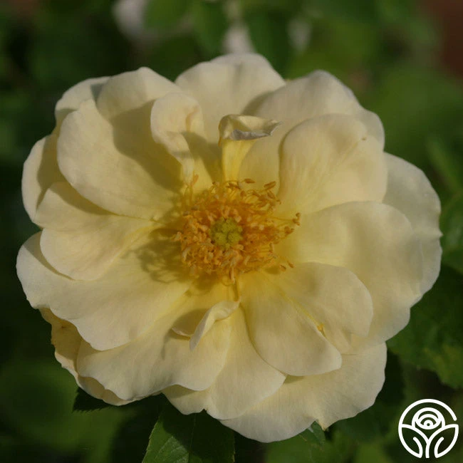 Topaz Jewel 4 Topaz Jewel - Image 2