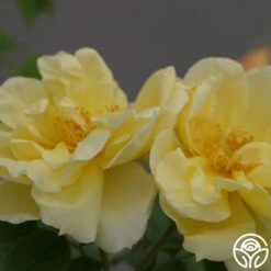 Topaz Jewel 7 Topaz Jewel -Heirloom Roses topaz jewel logo 03