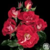 Topsy Turvy™ 1 Topsy Turvy™ -Heirloom Roses topsy turvy