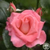 Touch Of Class⢠2 Touch Of Class⢠-Heirloom Roses touch of class 1 1 1