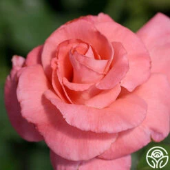 Touch Of Class™ -Heirloom Roses touch of class 2 8