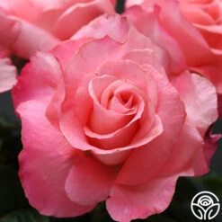 Touch Of Class™ -Heirloom Roses touch of class 4 1 1