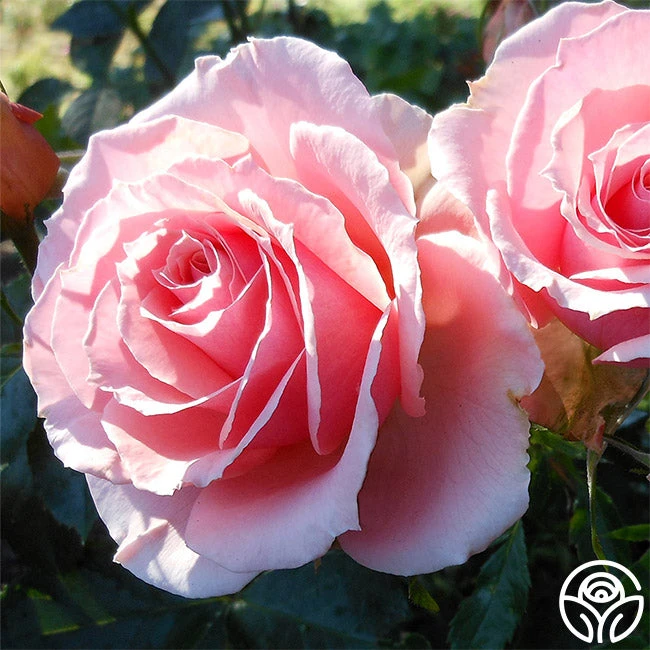 Tournament Of Roses 4 Tournament Of Roses - Image 2