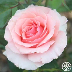 Tournament Of Roses 9 Tournament Of Roses -Heirloom Roses tournament of roses 3 8