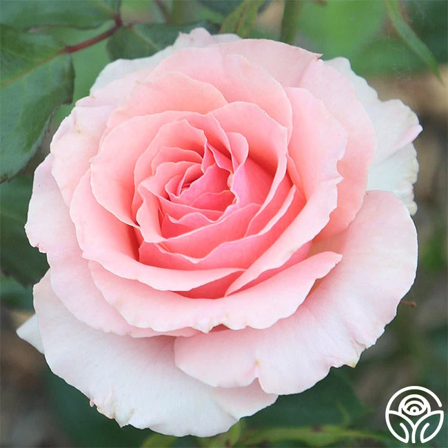 Tournament Of Roses 5 Tournament Of Roses - Image 3