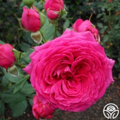 Tower Bridge™ -Heirloom Roses tower bridge logo 03