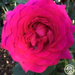 Tower Bridge™ -Heirloom Roses tower bridge logo 04