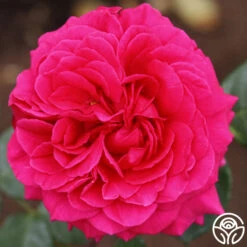 Tower Bridge™ -Heirloom Roses tower bridge logo 05