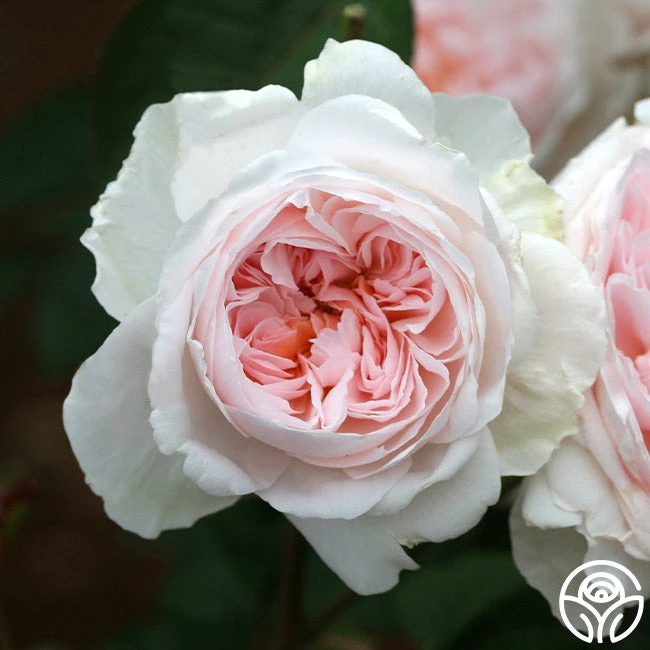 Tranquility™ 4 Tranquility™ - Image 2