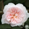 Tranquility™ -Heirloom Roses tranquility 2 3