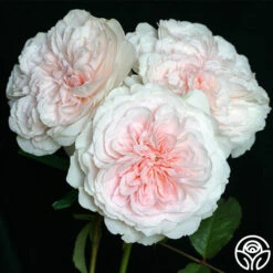Tranquility™ 11 Tranquility™ -Heirloom Roses tranquility 3 2