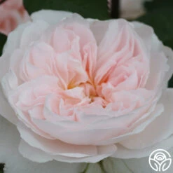 Tranquility™ 13 Tranquility™ -Heirloom Roses tranquility 4 2