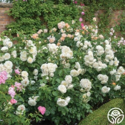 Tranquillity® -Heirloom Roses tranquillity 1
