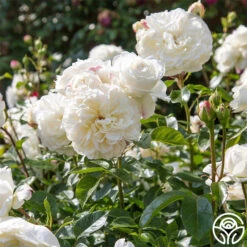 Tranquillity® -Heirloom Roses tranquillity 4 2