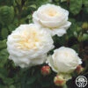 Tranquillity® -Heirloom Roses tranquillity 5