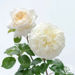 Tranquillity® -Heirloom Roses tranquillity 1