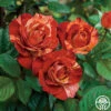 Tropical Lightning -Heirloom Roses tropical lightning