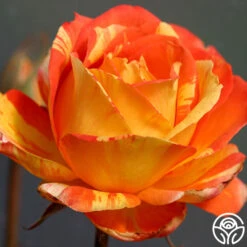 Tropical Sunset -Heirloom Roses tropical sunset 1 7