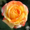 Tropical Sunset -Heirloom Roses tropical sunset 3 2