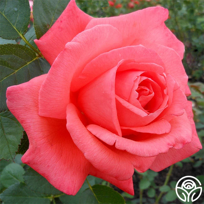 Tropicana 3 Tropicana